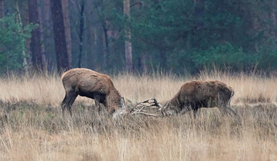 <i class='fa fa-user'></i>&nbsp;nelappelmelk&nbsp;|  Edelhert&nbsp; <i class='fa fa-eye'>&nbsp;136</i> &nbsp; <i class='fa fa-comment-o'>&nbsp;8</i>