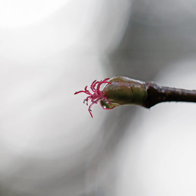 <i class='fa fa-user'></i>&nbsp;erikvanark&nbsp;|  Hazelaar&nbsp; <i class='fa fa-eye'>&nbsp;91</i> &nbsp;<i class='fa fa-thumbs-up'>&nbsp;1</i> &nbsp; <i class='fa fa-comment-o'>&nbsp;5</i>