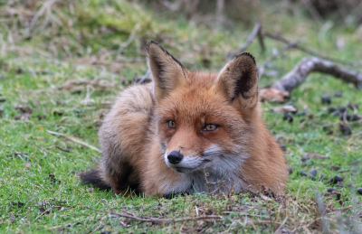 <i class='fa fa-user'></i>&nbsp;Eef Kieft&nbsp;|  Vos&nbsp; <i class='fa fa-eye'>&nbsp;123</i> &nbsp;<i class='fa fa-thumbs-up'>&nbsp;2</i> &nbsp; <i class='fa fa-comment-o'>&nbsp;9</i>