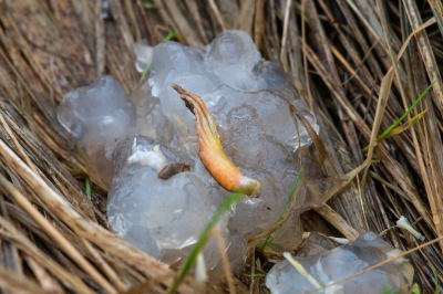 <i class='fa fa-user'></i>&nbsp;Eef Kieft&nbsp;|  Sterrenschot&nbsp; <i class='fa fa-eye'>&nbsp;123</i> &nbsp;<i class='fa fa-thumbs-up'>&nbsp;1</i> &nbsp; <i class='fa fa-comment-o'>&nbsp;4</i>