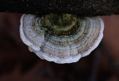 <i class='fa fa-user'></i>&nbsp;erikvanark&nbsp;|  Ruig Elfenbankje&nbsp; <i class='fa fa-eye'>&nbsp;56</i> &nbsp; <i class='fa fa-comment-o'>&nbsp;4</i>