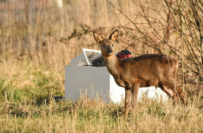 <i class='fa fa-user'></i>&nbsp;Eric Gibcus&nbsp;|  Ree&nbsp; <i class='fa fa-eye'>&nbsp;168</i> &nbsp;<i class='fa fa-thumbs-up'>&nbsp;1</i> &nbsp; <i class='fa fa-comment-o'>&nbsp;3</i>