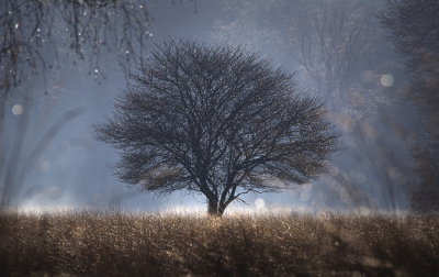 <i class='fa fa-user'></i>&nbsp;ErnovanDoorn&nbsp;|  Magische boom&nbsp; <i class='fa fa-eye'>&nbsp;158</i> &nbsp;<i class='fa fa-thumbs-up'>&nbsp;17</i> &nbsp; <i class='fa fa-comment-o'>&nbsp;22</i>