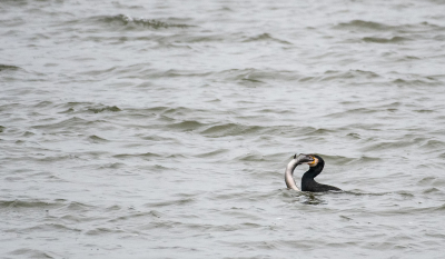 <i class='fa fa-user'></i>&nbsp;Eef Kieft&nbsp;|  Paling&nbsp; <i class='fa fa-eye'>&nbsp;144</i> &nbsp;<i class='fa fa-thumbs-up'>&nbsp;1</i> &nbsp; <i class='fa fa-comment-o'>&nbsp;5</i>