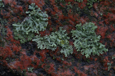 <i class='fa fa-user'></i>&nbsp;Ad Sprang&nbsp;|  Heksenvingermos&nbsp; <i class='fa fa-eye'>&nbsp;66</i> &nbsp;<i class='fa fa-thumbs-up'>&nbsp;2</i> &nbsp; <i class='fa fa-comment-o'>&nbsp;8</i>