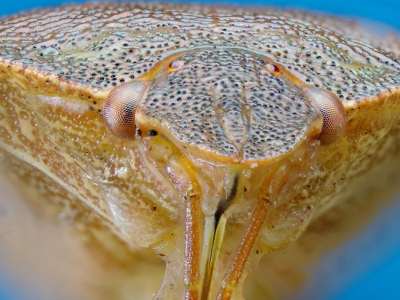 Piezodorus lituratus / Bremschildwants / Gorse Shieldbug