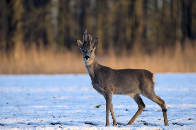 <i class='fa fa-user'></i>&nbsp;robert-jan&nbsp;|  Ree&nbsp; <i class='fa fa-eye'>&nbsp;90</i> &nbsp;<i class='fa fa-thumbs-up'>&nbsp;2</i> &nbsp; <i class='fa fa-comment-o'>&nbsp;4</i>