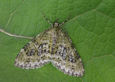 <i class='fa fa-user'></i>&nbsp;Robert Rodenburg&nbsp;|  Groene Blokspanner&nbsp; <i class='fa fa-eye'>&nbsp;78</i> &nbsp;<i class='fa fa-thumbs-up'>&nbsp;3</i> &nbsp; <i class='fa fa-comment-o'>&nbsp;8</i>