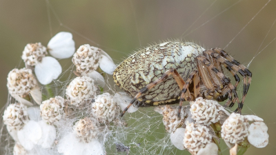 <i class='fa fa-user'></i>&nbsp;Johan van Gurp&nbsp;|  Eikenbladspin&nbsp; <i class='fa fa-eye'>&nbsp;101</i> &nbsp;<i class='fa fa-thumbs-up'>&nbsp;4</i> &nbsp; <i class='fa fa-comment-o'>&nbsp;10</i>