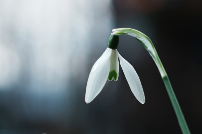 <i class='fa fa-user'></i>&nbsp;hesterb&nbsp;|  Gewoon Sneeuwklokje&nbsp; <i class='fa fa-eye'>&nbsp;71</i> &nbsp;<i class='fa fa-thumbs-up'>&nbsp;1</i> &nbsp; <i class='fa fa-comment-o'>&nbsp;7</i>