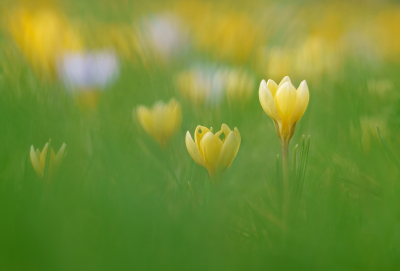 <i class='fa fa-user'></i>&nbsp;Jurgen Maassen&nbsp;|  Bonte Krokus&nbsp; <i class='fa fa-eye'>&nbsp;128</i> &nbsp;<i class='fa fa-thumbs-up'>&nbsp;12</i> &nbsp; <i class='fa fa-comment-o'>&nbsp;14</i>