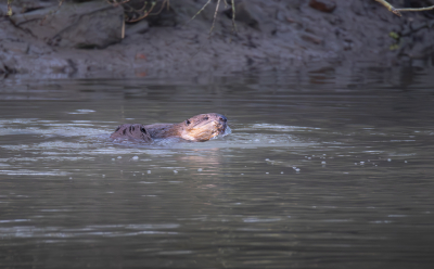 <i class='fa fa-user'></i>&nbsp;ErnovanDoorn&nbsp;|  Bever&nbsp; <i class='fa fa-eye'>&nbsp;111</i> &nbsp;<i class='fa fa-thumbs-up'>&nbsp;4</i> &nbsp; <i class='fa fa-comment-o'>&nbsp;7</i>