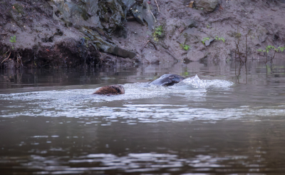 <i class='fa fa-user'></i>&nbsp;ErnovanDoorn&nbsp;|  Bever&nbsp; <i class='fa fa-eye'>&nbsp;83</i> &nbsp; <i class='fa fa-comment-o'>&nbsp;3</i>