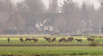 Ik zag deze reeen staan wel wat ver weg dus ik dacht ,mooi landschap van de Alblasserwaard met op de achtergrond een mooie boerderij.