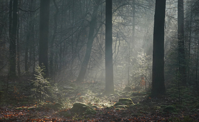 <i class='fa fa-user'></i>&nbsp;nelappelmelk&nbsp;|  Zonnestralen&nbsp; <i class='fa fa-eye'>&nbsp;119</i> &nbsp;<i class='fa fa-thumbs-up'>&nbsp;7</i> &nbsp; <i class='fa fa-comment-o'>&nbsp;9</i>