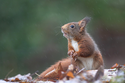 <i class='fa fa-user'></i>&nbsp;Tom&nbsp;|  Eekhoorn&nbsp; <i class='fa fa-eye'>&nbsp;111</i> &nbsp;<i class='fa fa-thumbs-up'>&nbsp;10</i> &nbsp; <i class='fa fa-comment-o'>&nbsp;7</i>