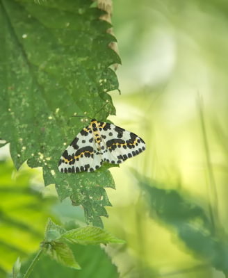 <i class='fa fa-user'></i>&nbsp;Leerdammerkees&nbsp;|  Bonte Bessenvlinder&nbsp; <i class='fa fa-eye'>&nbsp;107</i> &nbsp;<i class='fa fa-thumbs-up'>&nbsp;3</i> &nbsp; <i class='fa fa-comment-o'>&nbsp;5</i>