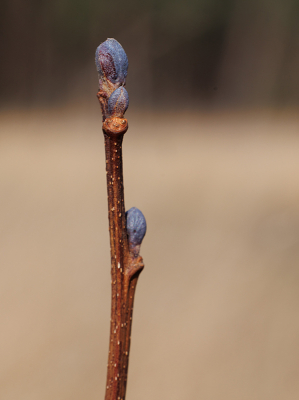 <i class='fa fa-user'></i>&nbsp;erikvanark&nbsp;|  Zwarte Els&nbsp; <i class='fa fa-eye'>&nbsp;57</i> &nbsp; <i class='fa fa-comment-o'>&nbsp;3</i>