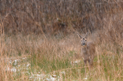 <i class='fa fa-user'></i>&nbsp;Eric Gibcus&nbsp;|  Ree&nbsp; <i class='fa fa-eye'>&nbsp;87</i> &nbsp; <i class='fa fa-comment-o'>&nbsp;5</i>