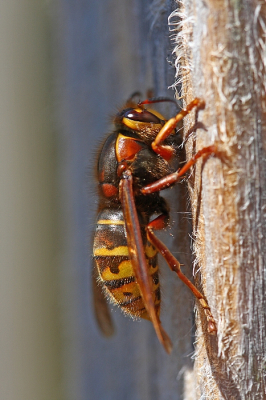 <i class='fa fa-user'></i>&nbsp;Cor&nbsp;|  Middelste Wesp&nbsp; <i class='fa fa-eye'>&nbsp;95</i> &nbsp;<i class='fa fa-thumbs-up'>&nbsp;5</i> &nbsp; <i class='fa fa-comment-o'>&nbsp;9</i>