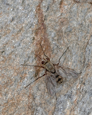 <i class='fa fa-user'></i>&nbsp;Johan van Gurp&nbsp;|  Sluipvlieg&nbsp; <i class='fa fa-eye'>&nbsp;69</i> &nbsp; <i class='fa fa-comment-o'>&nbsp;6</i>