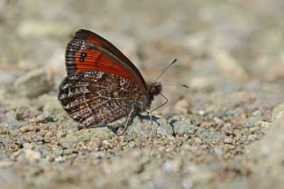 <i class='fa fa-user'></i>&nbsp;koekieman&nbsp;|  Westelijke Glanserebia&nbsp; <i class='fa fa-eye'>&nbsp;108</i> &nbsp;<i class='fa fa-thumbs-up'>&nbsp;2</i> &nbsp; <i class='fa fa-comment-o'>&nbsp;2</i>