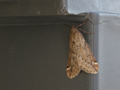 <i class='fa fa-user'></i>&nbsp;Ad Sprang&nbsp;|  Voorjaarsboomspanner&nbsp; <i class='fa fa-eye'>&nbsp;77</i> &nbsp; <i class='fa fa-comment-o'>&nbsp;5</i>