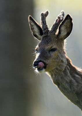 <i class='fa fa-user'></i>&nbsp;robert-jan&nbsp;|  Ree&nbsp; <i class='fa fa-eye'>&nbsp;112</i> &nbsp;<i class='fa fa-thumbs-up'>&nbsp;7</i> &nbsp; <i class='fa fa-comment-o'>&nbsp;8</i>