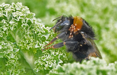 <i class='fa fa-user'></i> nelappelmelk | Hommel sp.  <i class='fa fa-eye'> 90</i>  <i class='fa fa-thumbs-up'> 4</i>   <i class='fa fa-comment-o'> 6</i>