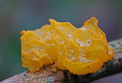 <i class='fa fa-user'></i>&nbsp;Cor&nbsp;|  Gele Trilzwam&nbsp; <i class='fa fa-eye'>&nbsp;87</i> &nbsp;<i class='fa fa-thumbs-up'>&nbsp;6</i> &nbsp; <i class='fa fa-comment-o'>&nbsp;6</i>