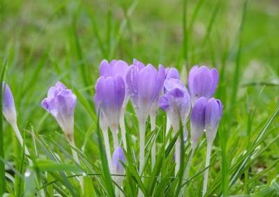 <i class='fa fa-user'></i>&nbsp;Jovanzo&nbsp;|  Boerenkrokus&nbsp; <i class='fa fa-eye'>&nbsp;98</i> &nbsp;<i class='fa fa-thumbs-up'>&nbsp;2</i> &nbsp; <i class='fa fa-comment-o'>&nbsp;10</i>