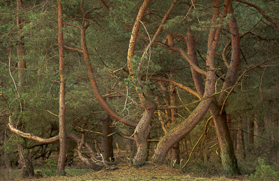 <i class='fa fa-user'></i>&nbsp;ErnovanDoorn&nbsp;|  Sparren&nbsp; <i class='fa fa-eye'>&nbsp;198</i> &nbsp;<i class='fa fa-thumbs-up'>&nbsp;8</i> &nbsp; <i class='fa fa-comment-o'>&nbsp;17</i>