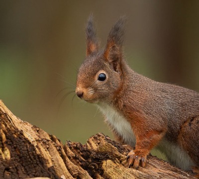 <i class='fa fa-user'></i>&nbsp;Truus Aletta Maan&nbsp;|  Eekhoorn&nbsp; <i class='fa fa-eye'>&nbsp;79</i> &nbsp;<i class='fa fa-thumbs-up'>&nbsp;2</i> &nbsp; <i class='fa fa-comment-o'>&nbsp;6</i>