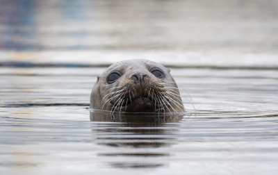 <i class='fa fa-user'></i>&nbsp;Eef Kieft&nbsp;|  Grijze Zeehond&nbsp; <i class='fa fa-eye'>&nbsp;98</i> &nbsp;<i class='fa fa-thumbs-up'>&nbsp;2</i> &nbsp; <i class='fa fa-comment-o'>&nbsp;5</i>