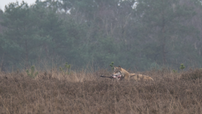 Canis lupus / Wolf / Wolf