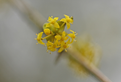 <i class='fa fa-user'></i>&nbsp;Cor&nbsp;|  Gele Kornoelje&nbsp; <i class='fa fa-eye'>&nbsp;81</i> &nbsp;<i class='fa fa-thumbs-up'>&nbsp;3</i> &nbsp; <i class='fa fa-comment-o'>&nbsp;9</i>