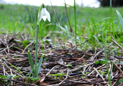 <i class='fa fa-user'></i>&nbsp;Jovanzo&nbsp;|  Gewoon Sneeuwklokje&nbsp; <i class='fa fa-eye'>&nbsp;89</i> &nbsp;<i class='fa fa-thumbs-up'>&nbsp;1</i> &nbsp; <i class='fa fa-comment-o'>&nbsp;6</i>