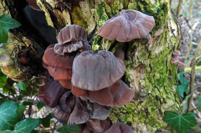 <i class='fa fa-user'></i>&nbsp;nelappelmelk&nbsp;|  Echt Judasoor&nbsp; <i class='fa fa-eye'>&nbsp;89</i> &nbsp; <i class='fa fa-comment-o'>&nbsp;6</i>