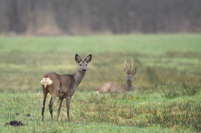 <i class='fa fa-user'></i>&nbsp;Eric Gibcus&nbsp;|  Ree&nbsp; <i class='fa fa-eye'>&nbsp;101</i> &nbsp;<i class='fa fa-thumbs-up'>&nbsp;5</i> &nbsp; <i class='fa fa-comment-o'>&nbsp;3</i>