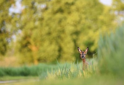 <i class='fa fa-user'></i>&nbsp;robert-jan&nbsp;|  Ree&nbsp; <i class='fa fa-eye'>&nbsp;105</i> &nbsp;<i class='fa fa-thumbs-up'>&nbsp;3</i> &nbsp; <i class='fa fa-comment-o'>&nbsp;4</i>