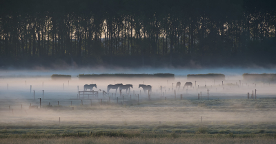 <i class='fa fa-user'></i>&nbsp;Leerdammerkees&nbsp;|  Door de bomen het bos niet meer zien&nbsp; <i class='fa fa-eye'>&nbsp;107</i> &nbsp;<i class='fa fa-thumbs-up'>&nbsp;8</i> &nbsp; <i class='fa fa-comment-o'>&nbsp;14</i>