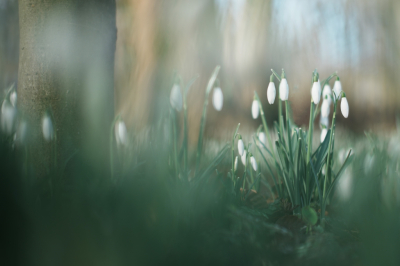 <i class='fa fa-user'></i>&nbsp;hesterb&nbsp;|  Focus mist?&nbsp; <i class='fa fa-eye'>&nbsp;105</i> &nbsp; <i class='fa fa-comment-o'>&nbsp;4</i>