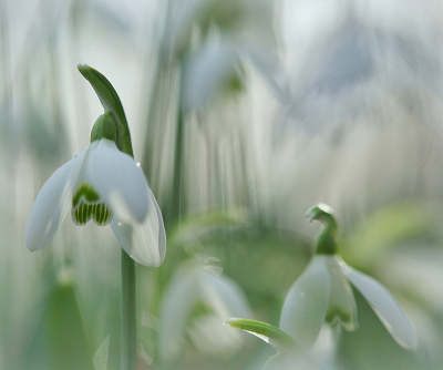 <i class='fa fa-user'></i>&nbsp;Nel R&nbsp;|  Gewoon Sneeuwklokje&nbsp; <i class='fa fa-eye'>&nbsp;78</i> &nbsp;<i class='fa fa-thumbs-up'>&nbsp;2</i> &nbsp; <i class='fa fa-comment-o'>&nbsp;5</i>