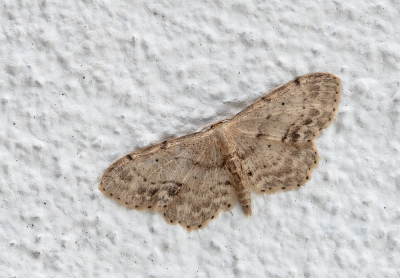 <i class='fa fa-user'></i>&nbsp;Johan van Gurp&nbsp;|  Vlekstipspanner&nbsp; <i class='fa fa-eye'>&nbsp;68</i> &nbsp; <i class='fa fa-comment-o'>&nbsp;4</i>