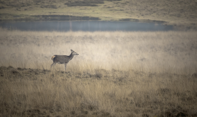 <i class='fa fa-user'></i>&nbsp;ErnovanDoorn&nbsp;|  Edelhert&nbsp; <i class='fa fa-eye'>&nbsp;114</i> &nbsp; <i class='fa fa-comment-o'>&nbsp;10</i>