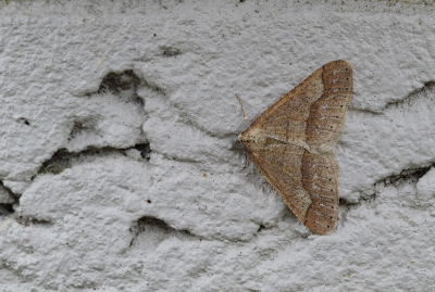 <i class='fa fa-user'></i>&nbsp;Ad Sprang&nbsp;|  Grote Voorjaarsspanner&nbsp; <i class='fa fa-eye'>&nbsp;87</i> &nbsp; <i class='fa fa-comment-o'>&nbsp;9</i>