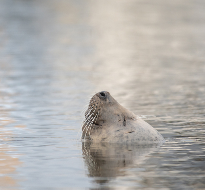 <i class='fa fa-user'></i> Eef Kieft | Grijze Zeehond  <i class='fa fa-eye'> 131</i>  <i class='fa fa-thumbs-up'> 9</i>   <i class='fa fa-comment-o'> 13</i>