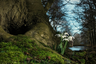 Galanthus nivalis f. pleniflorus / Dubbel Sneeuwklokje / Double Snowdrop