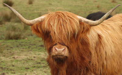 <i class='fa fa-user'></i>&nbsp;Tineke Strijbosch&nbsp;|  Schotse Hooglander&nbsp; <i class='fa fa-eye'>&nbsp;83</i> &nbsp; <i class='fa fa-comment-o'>&nbsp;6</i>