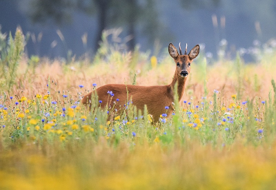 <i class='fa fa-user'></i>&nbsp;robert-jan&nbsp;|  Ree&nbsp; <i class='fa fa-eye'>&nbsp;149</i> &nbsp;<i class='fa fa-thumbs-up'>&nbsp;10</i> &nbsp; <i class='fa fa-comment-o'>&nbsp;10</i>